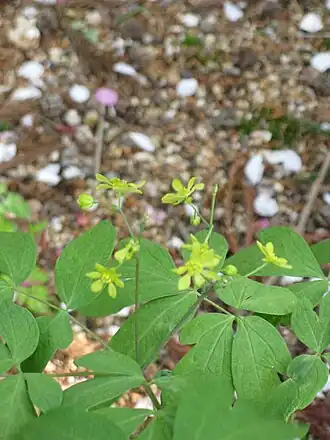 Стеблелист мощный