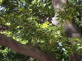 Ствол и листья