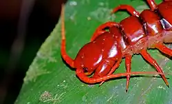 Малайский полуостров