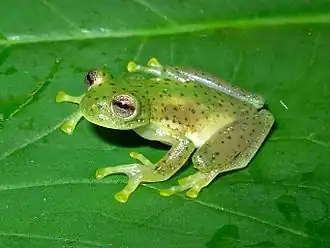 Centrolene quindianum