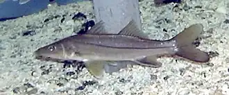 Обыкновенный робало (Centropomus undecimalis)