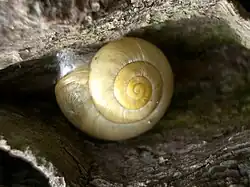 Садовая цепея (Cepaea hortensis) чисто жёлтая морфа