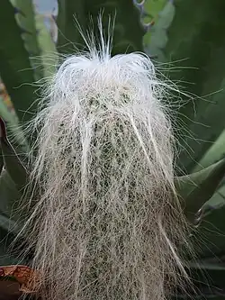 Обильное опушение