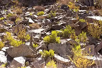 Cephalophyllum herrei