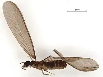 Cephalotermes rectangularis