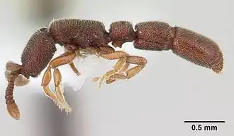 Муравей Syscia typhla