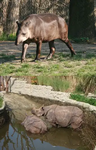 Сверху вниз: равнинный тапир, индийские носороги.
