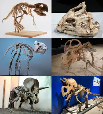1-й ряд: пситтакозавр (пситтакозавриды), иньлун (чаоянзавриды);
2-й ряд: преноцератопс (Leptoceratopsidae), протоцератопс (протоцератопсиды);
3-й ряд: трицератопс (хасмозаврины), Furcatoceratops (центрозаврины)