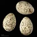 яйцо Cercotrichas galactotes - Тулузский музеум