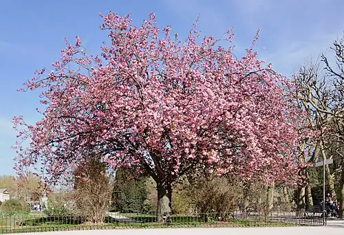 Prunus serrulata «Кандзан»