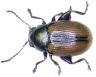 Chaetocnema conducta