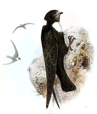 Щитоносный американский стриж26 октября 2019