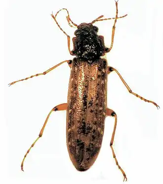 Chalcodrya sp.