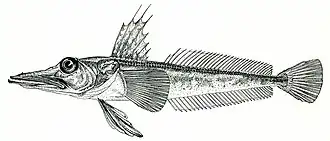 Channichthys aelitae, голотип, самец