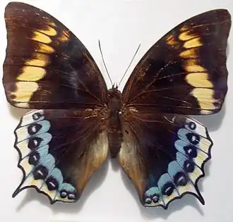 Charaxes euryalus, самка