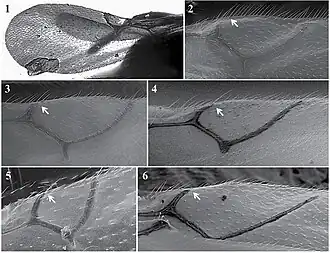 Крыло Apocharips: A. angelicae (1); A. colombiana (2); A. hansoni (3); A. tamanii (4); A. trapezoidea (5); A. tropicale (6).