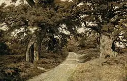 Лунная ночь в лесу. Ок. 1895. Холст, масло. Частное собрание