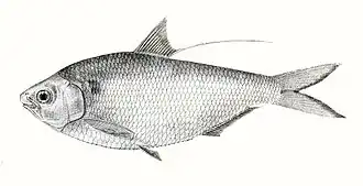 Носатая нематалоза (Nematalosa nasus)