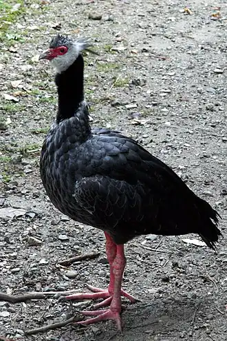 Черношейная паламедея