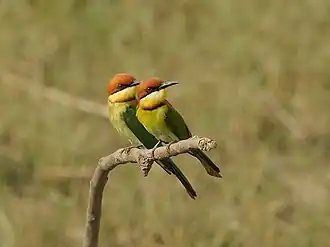 Буроголовая щурка