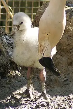 Маленький птенец