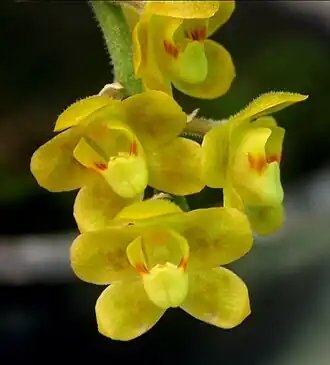 Chiloschista usneoides