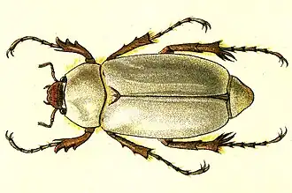 Корнегрыз Комарова