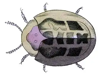 Chiridopsis scalaris