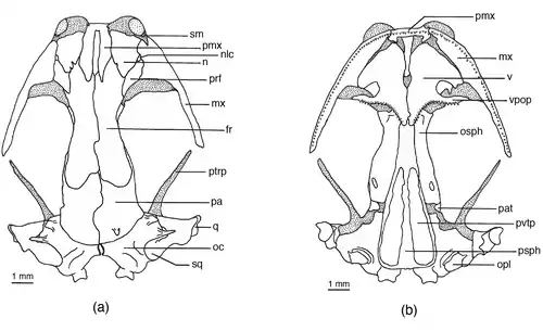 Череп большеногой саламандры. (a)&nbsp;— сверху, (b)&nbsp;— снизу. fr = лобная кость, mx = верхнечелюстная кость, n = носовая кость, nlc = носослёзный канал, oc = слуховая капсула, opl = opercular plate, osph = глазоклиновидная кость, pa = теменная кость, pat = отросток теменной кости, pmx = предчелюстная кость, prf = предлобная кость, psph = парасфеноид, ptrp = отросток крыловидной кости, q = квадратная кость, sm = септомаксилла, sq = чешуйчатая кость, v = сошник, vpop = предглазничный отросток сошника, pvtp = задний ряд сошниковых зубов