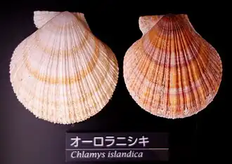 Раковина Chlamys islandica