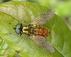 Chloromyia formosa (Stratiomyidae)