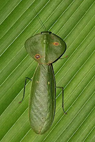 Choeradodis rhombicollis (Коста-Рика)