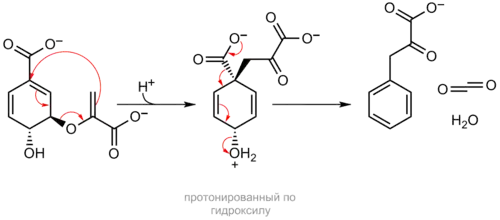 Схема перегруппировки хоризмата в префенат и последующей ароматизации префената в фенилпируват. Обе реакции легко протекают неферменитативно при нагревании или подкислении среды, в природе катализируются ферментами