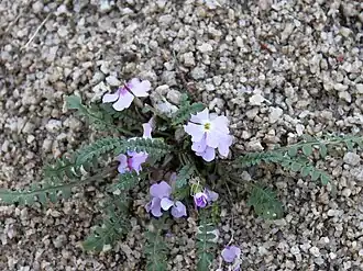 Хориспора Бунге