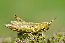 Желто-зеленая самка Chorthippus dorsatus сидит на цветке