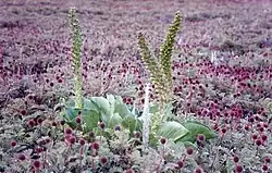 Молодое растение