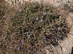 Цикорий (на столе в столовой присутствовала только трава без цветов)