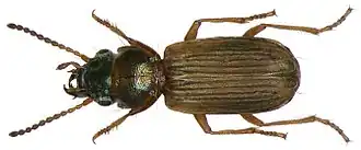 Cillenus lateralis