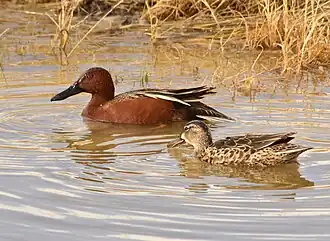 Самец и самка