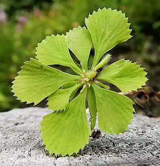 Цирцеастер полевой