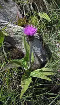 Бодяк разнолистный (Cirsium heterophyllum)