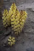 Cistanche phelypaea
