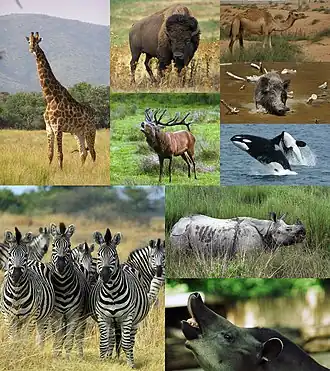 Сверху: китопарнокопытные.1-й столбец: жираф;2-й столбец: бизон, благородный олень;3-й столбец: одногорбый верблюд, кабан, косатки.Снизу: непарнокопытные.1-й столбец: бурчелловы зебры;2-й столбец: индийский носорог, равнинный тапир.