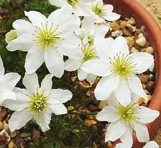 Общий вид растения