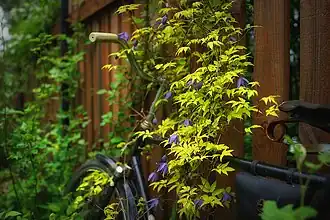 Clematis 'Stolwijk Gold'Частный сад. Россия. Владимирская обл.