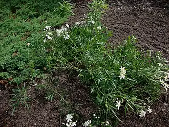 Общий вид цветущего растения