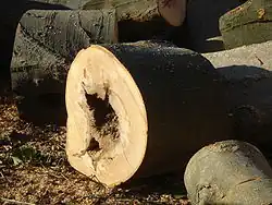 Дупло, образовавшееся от ядровой гнили