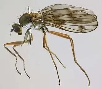 самка Clinocera fontinalis
