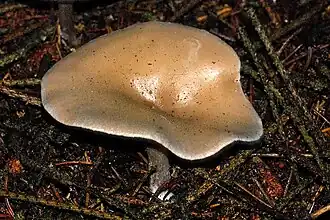 Говорушка просвечивающая