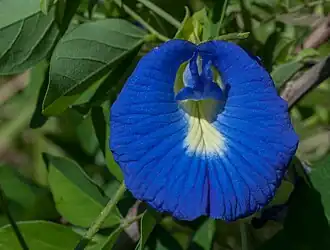 Clitoria ternatea